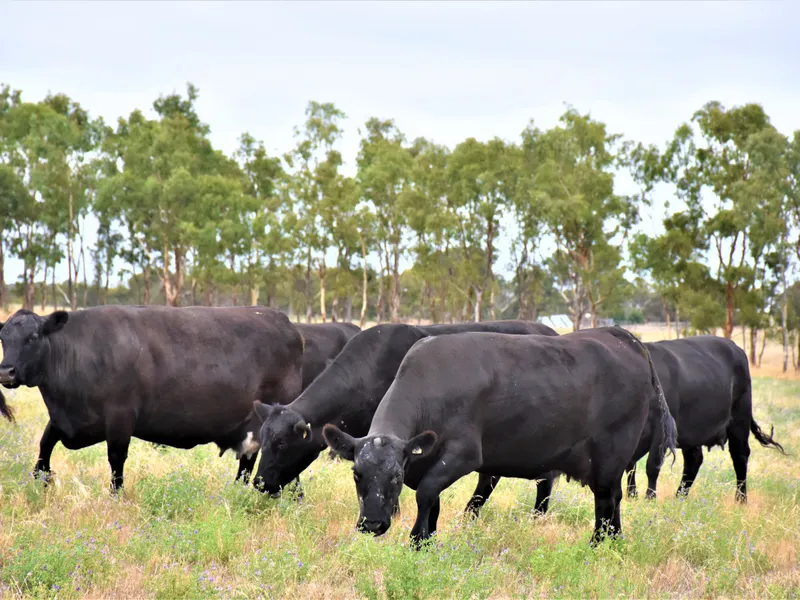 Prime Lucerne Grazing