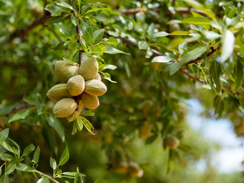33 acres of almonds in Red Cliffs!