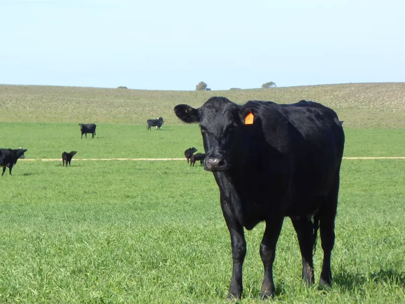 Strong Grazing + Cropping Land