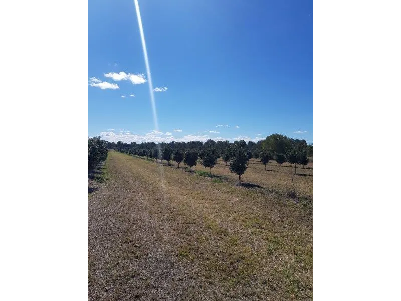 MIXED FARMING : MACADAMIA, CATTLE & SUGAR 