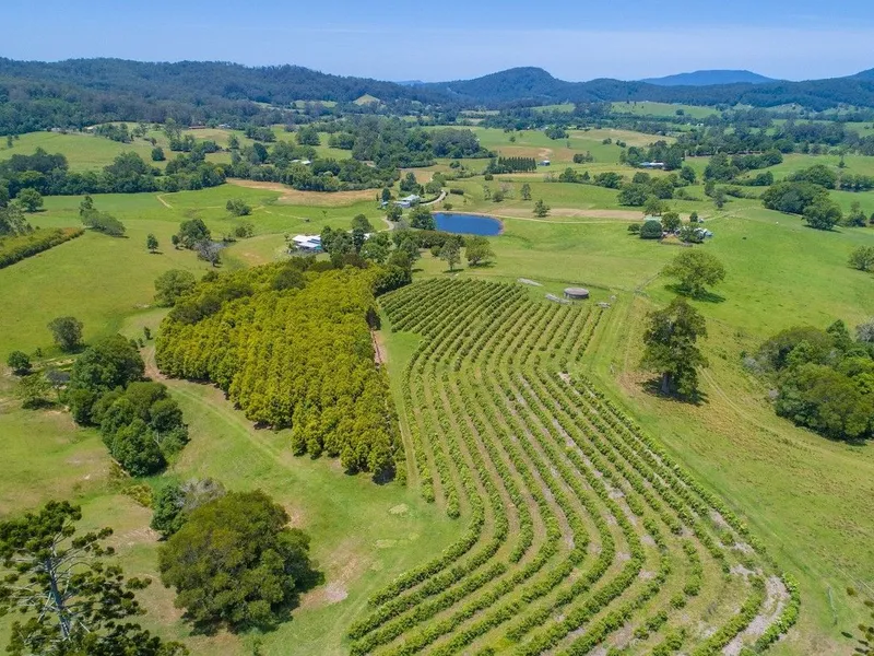 Last Chance - GreenChange for Family Life on the mid North Coast of NSW - Bush Foods and Cattle, Barbushco Business in One of the Best Valleys of NSW