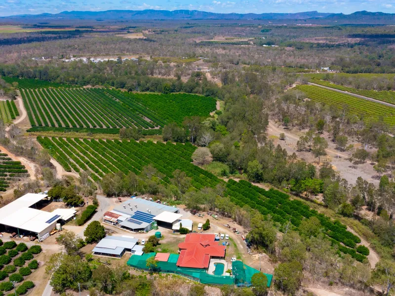 Camaano Farms, Citrus Agribusiness.