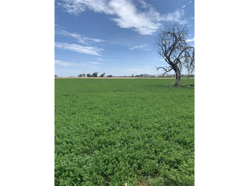 Magnificent Irrigation Opportunity - Moolort District