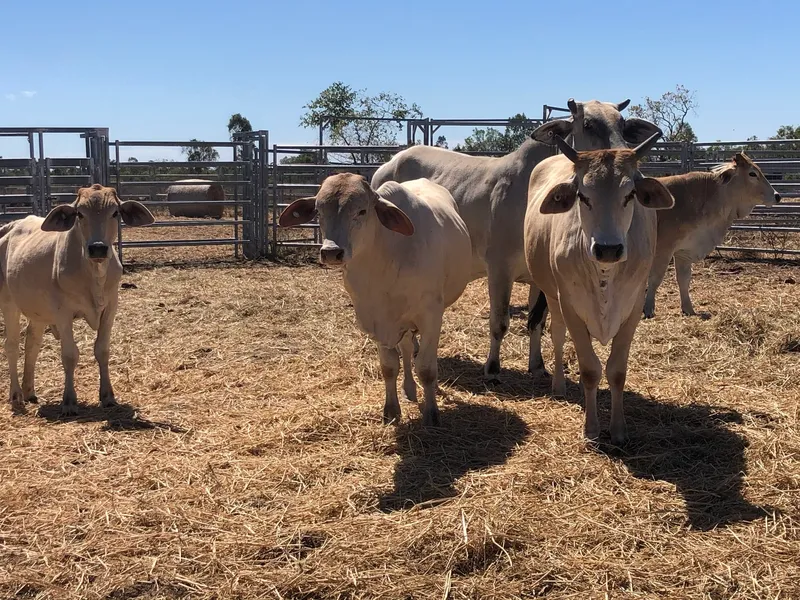 Great Little Weaner Paddock