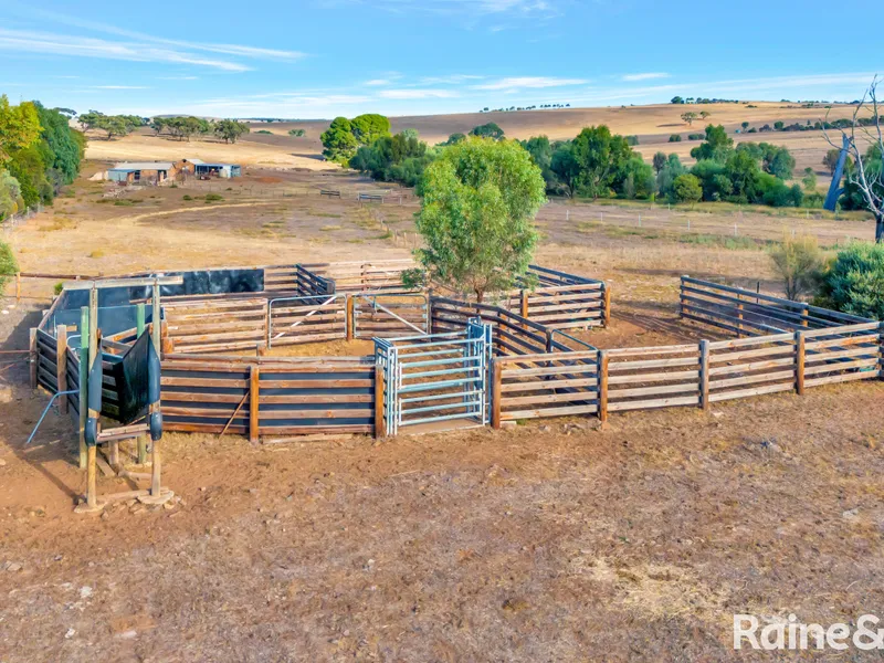 Rural vistas & quality infrastructure - follow head, heart & herd to 295 productive acres.