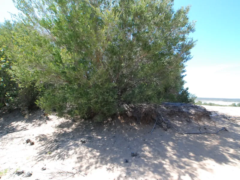 A larger than standard block