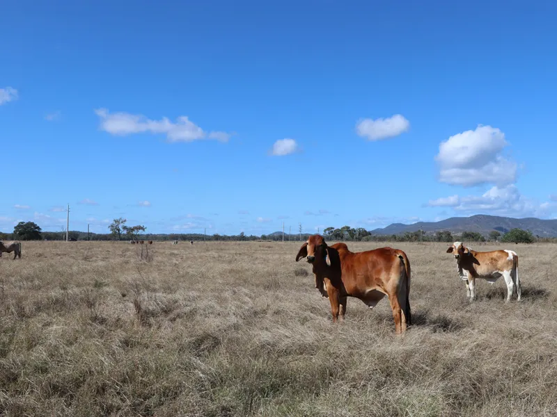 247 Acres only 10 minutes to Rockhampton