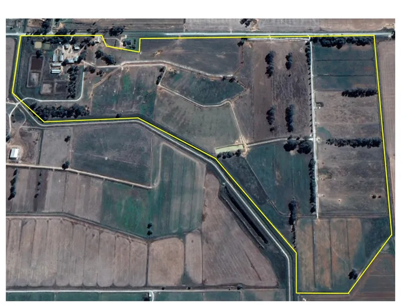 THIS LITTLE PIGGY! PIGS, CALVES, GOATS, SHEEP YOU CHOOSE...