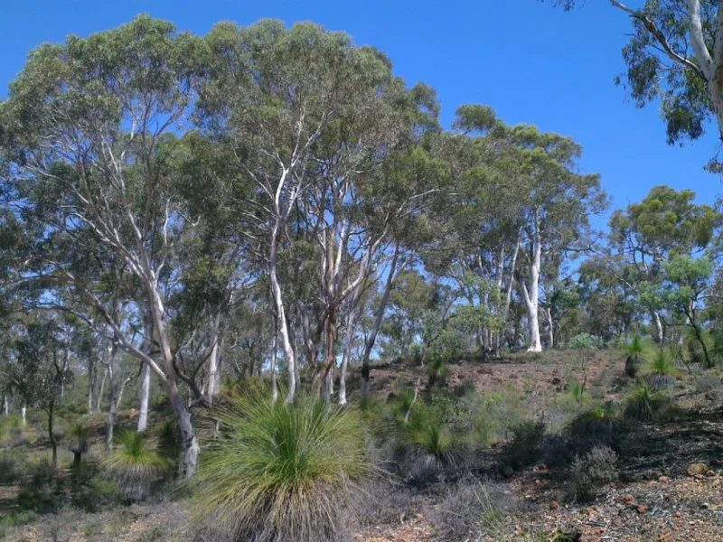 Your Beautiful Australian Bush Property