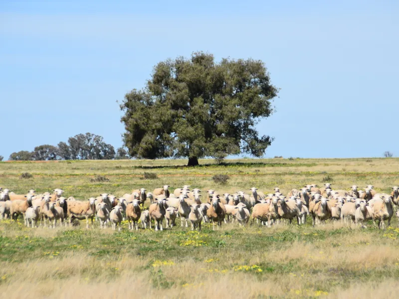 First Class Sheep Breeding & Fattening
