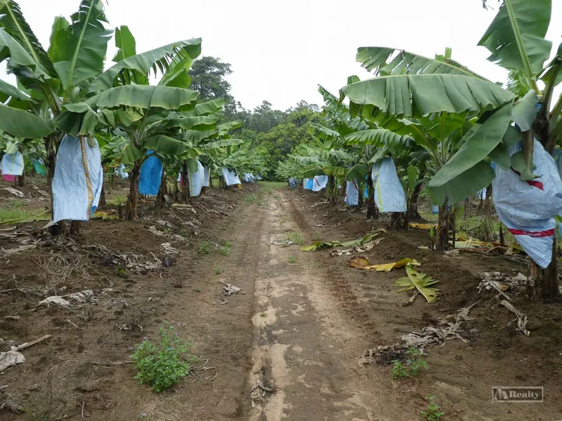 SUGARCANE & BANANA FARM