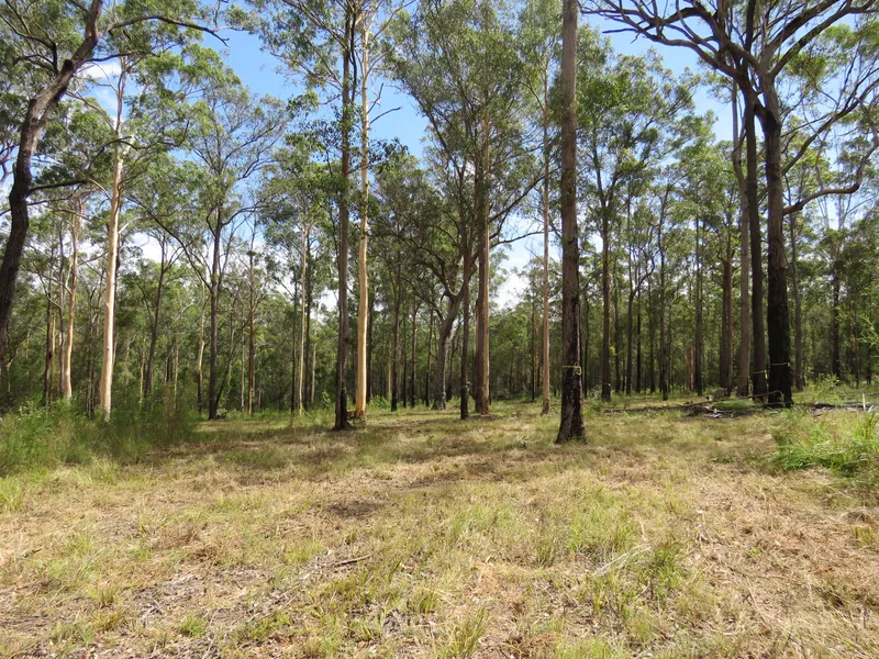 20 ACRE BLOCKS - 2 AVAILABLE - ADJOINING FOREST