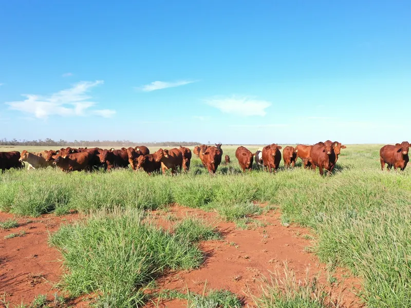 Majority Cleared, Grassed and Ready to Stock - North Bungunya