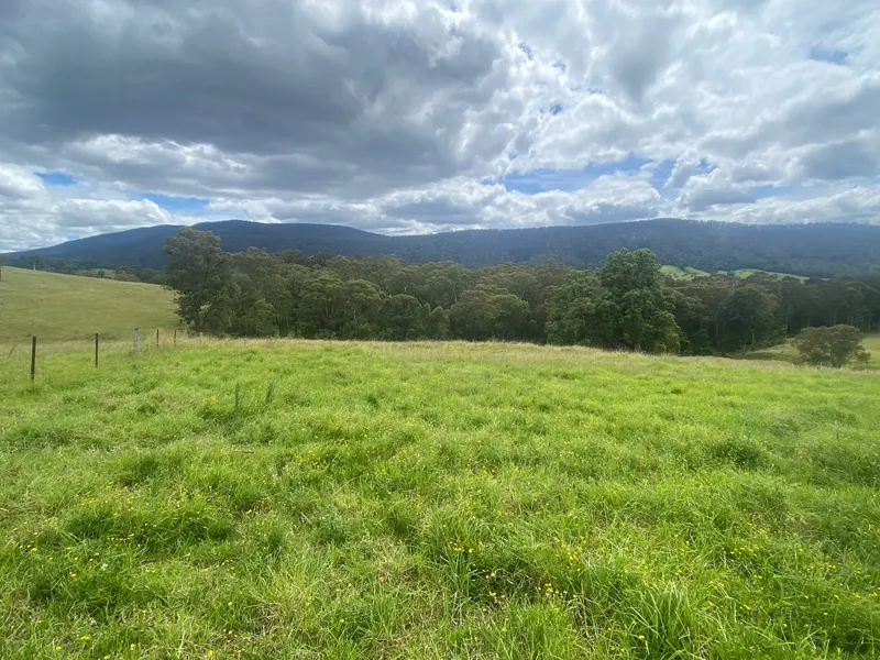 VIEWS OF MUMBULLA MOUNTAIN