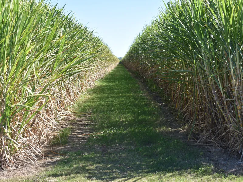 Cane Farm close to Beaches & Bundaberg CBD