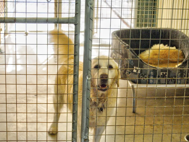 METUNG KENNELS.  ASKING PRICE REDUCED BY $100,000