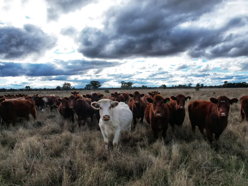 Well located, affordable mixed farm
