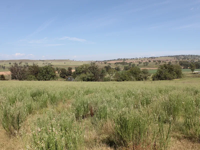 Exceptional block in town with 80meg of Irrigation