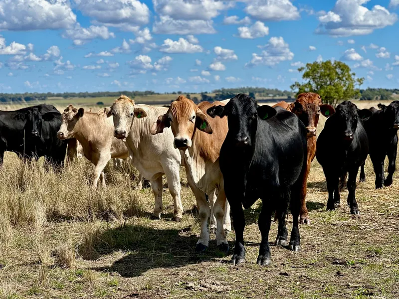 Prime Darling Downs Farming Country - Cultivation and Grazing