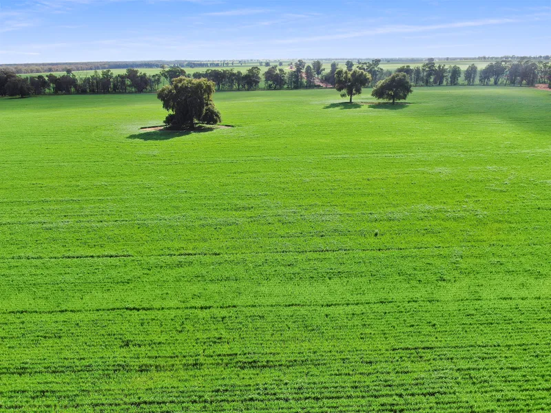 Gold found at Boree Creek!