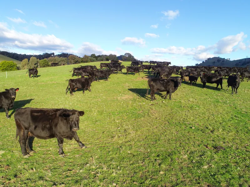Productive 155 acre farm with a beautiful home and great shedding!