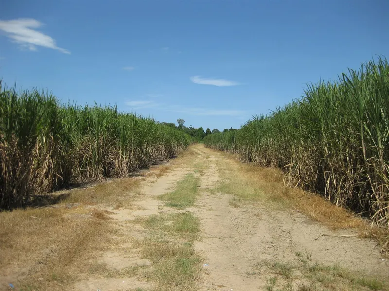 Cane (ex-banana) farm, sheds, crop, machinery, water licence