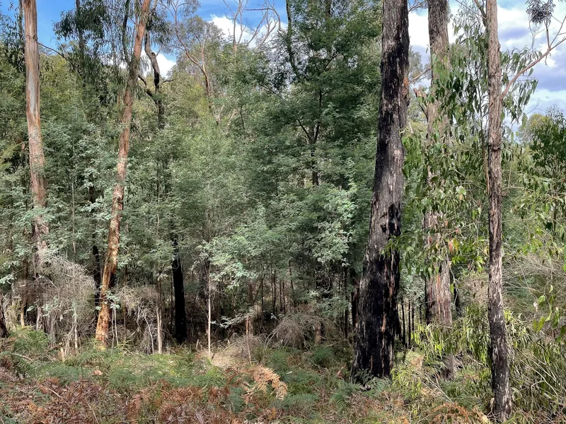 SERENITY AMONGST THE TREES!