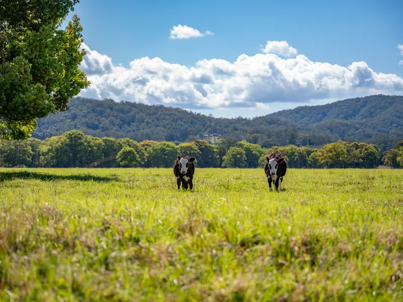 27 acres on the Orara River...