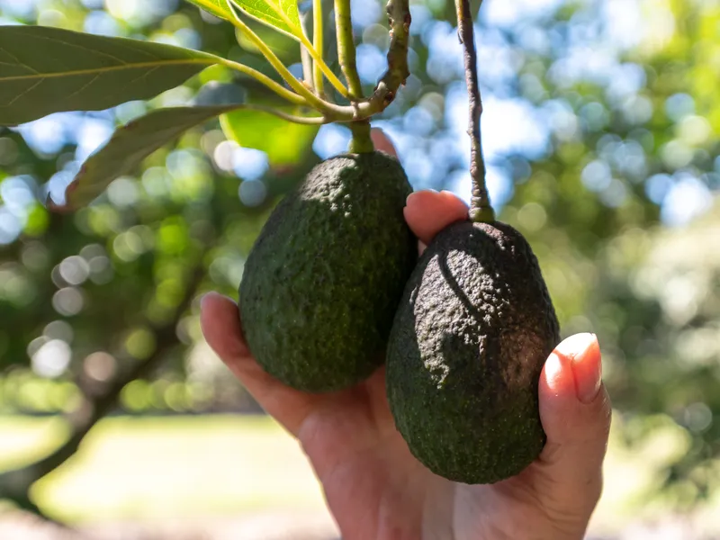 A Perfect Opportunity Awaiting