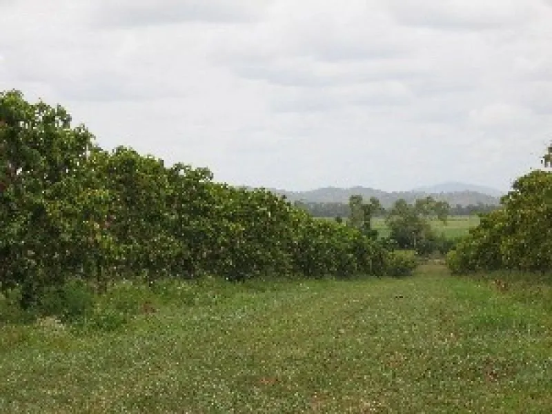 Mountgroves Mangoes