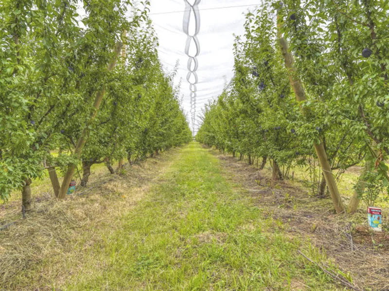 High Production Orchard