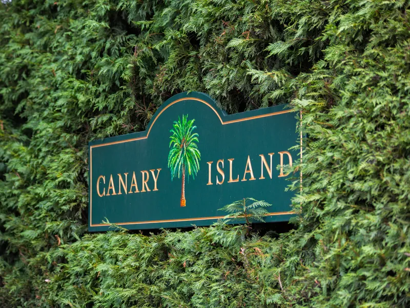 'Canary Island' - Palm Tree Plantation