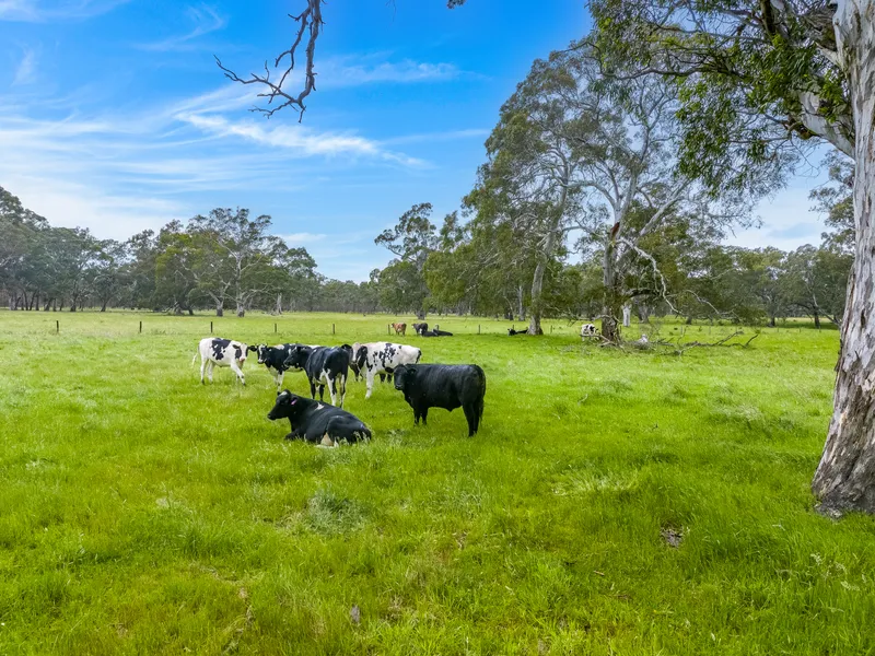 A sublime rural ride or the live-to-agist project dream on 2 spectacular titles of 45-acres each.