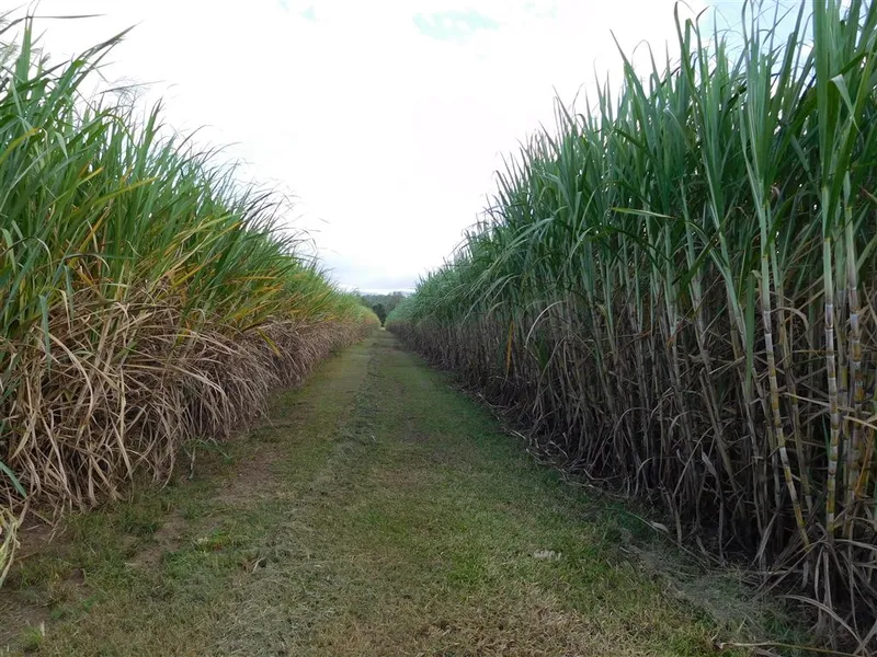 Bloomsbury Canefarm - Cane, Irrigation, Grazing, Lifestyle