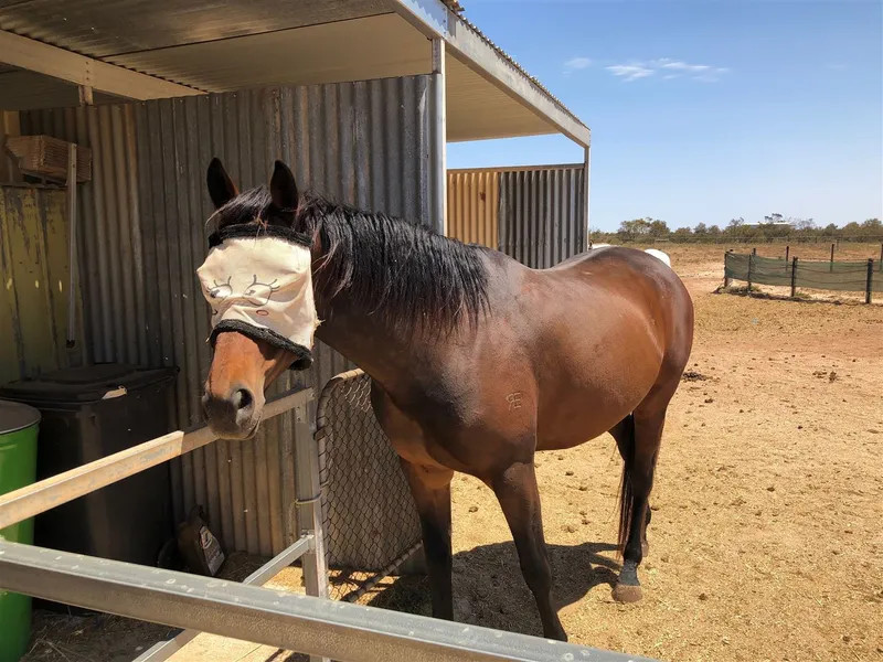 Ideally set up for your horses