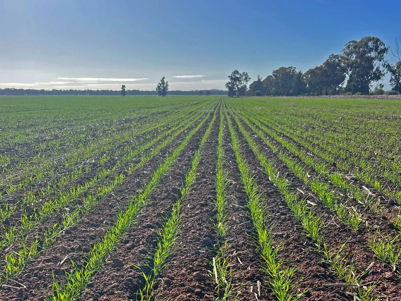 Wheat Crop Included !!! Instant cash flow !!!