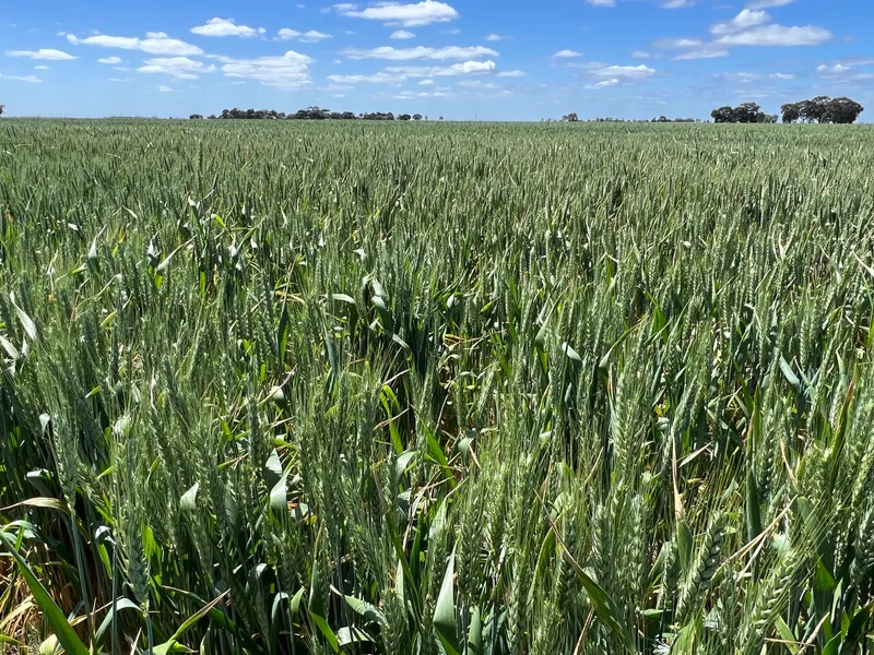 'Collingra' 308 Broughshane Lane, Jerilderie NSW - A Long-Held Irrigation & Cropping Holding - 324.7HA / 802.3AC