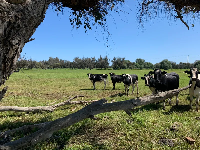 1024 Forrestry Road Uduc 25.8723 Ha (63.93 Ac)