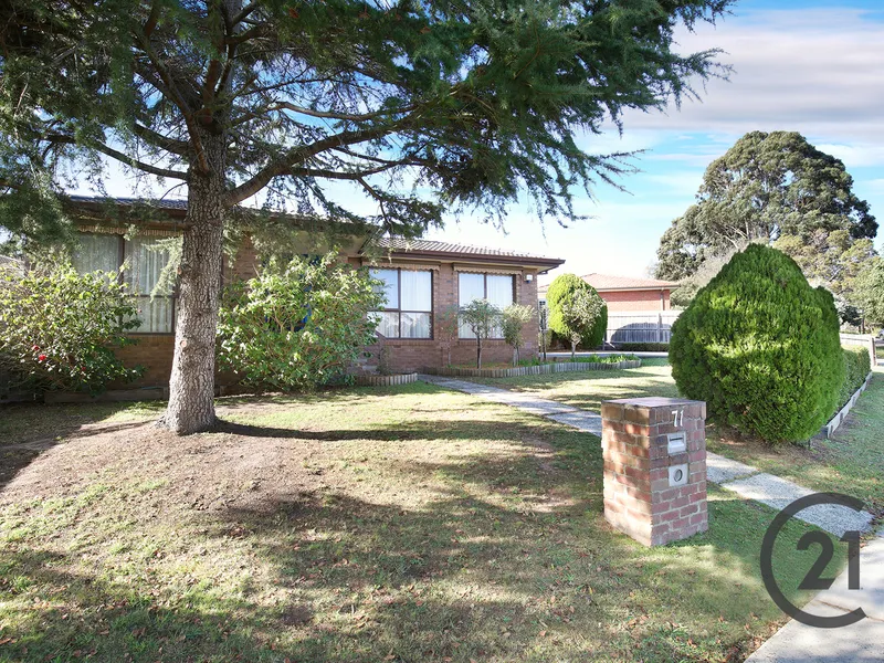 THE PERFECT FAMILY STARTER 