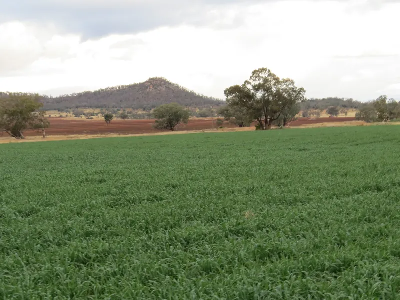 2646 Gineroi Road, Warialda - Farming & Grazing