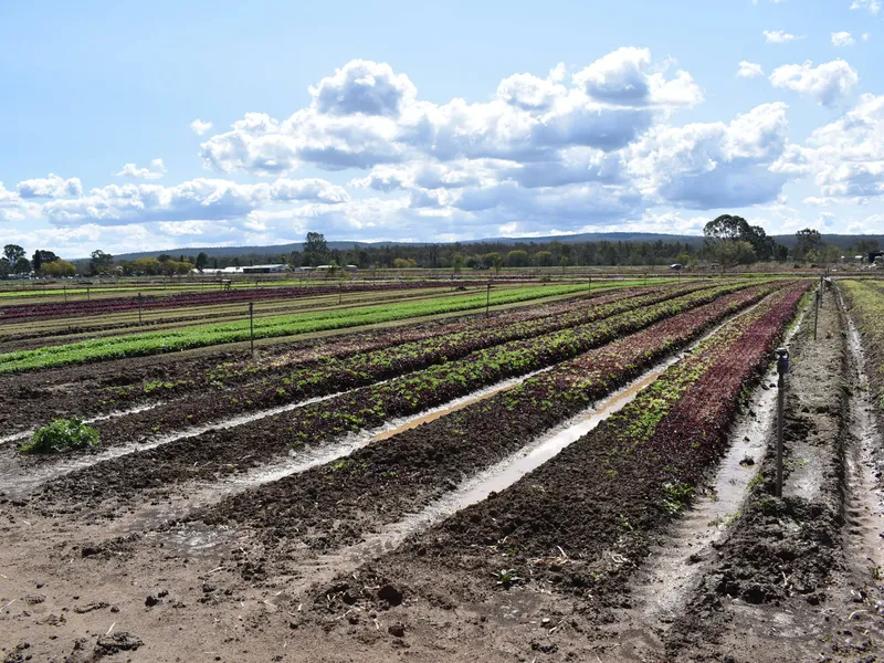 6 Acres Lasert Levelled Irrigation