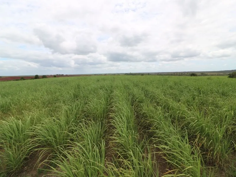 LOOKING FOR GOOD RED SOIL?