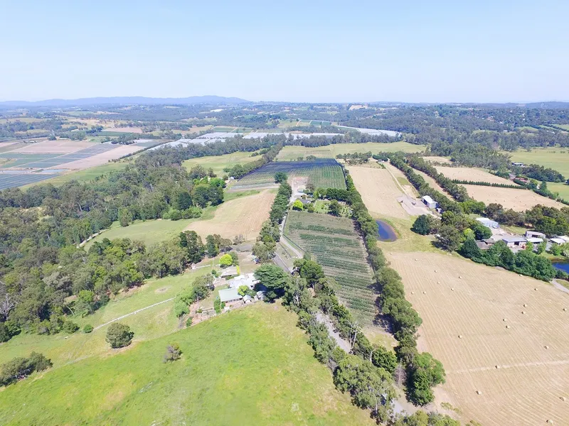 Long Established Yarra Valley Blueberry Farm