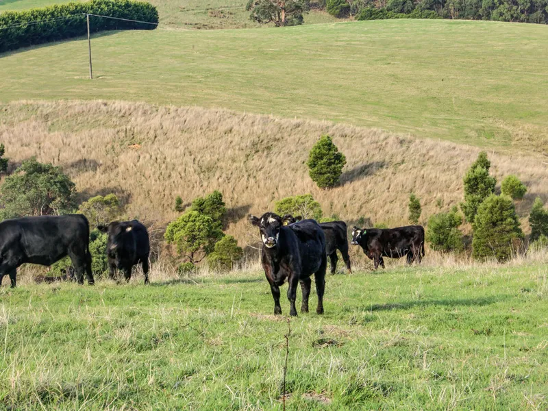 74 Acre Grazing Block