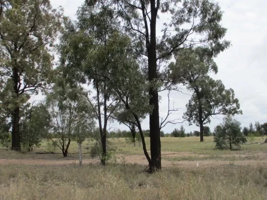 43.81 Acres already surveyed