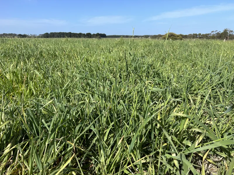 An Evergreen Grazing Powerhouse
