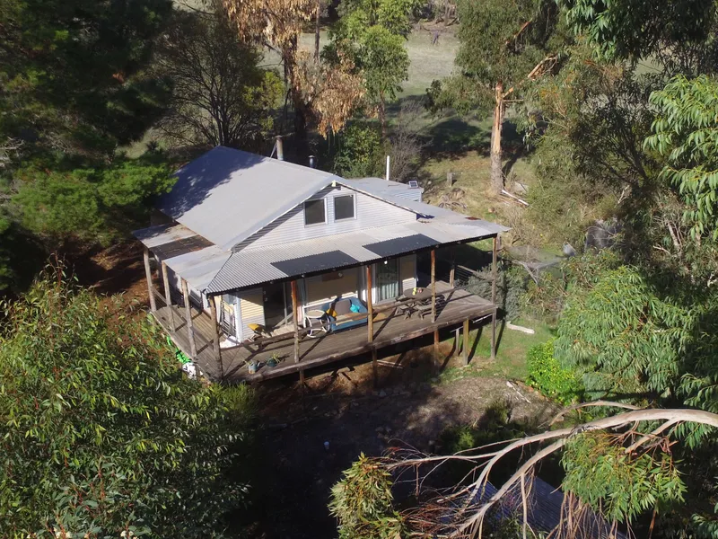 'Bird Song' Among the Trees