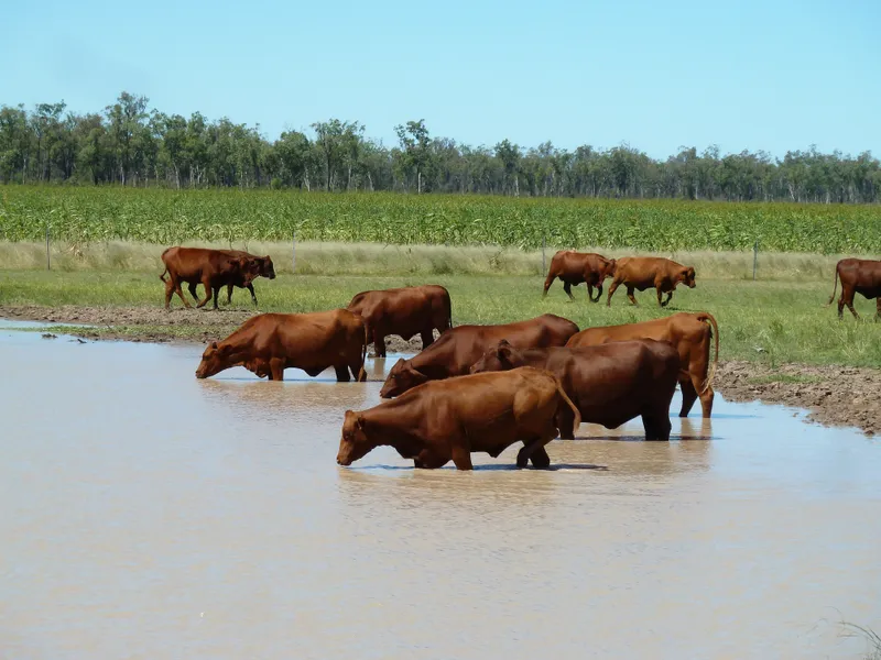 Breeder block at Moonie