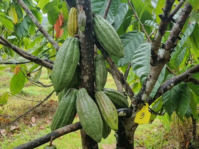 Cocoa Farm and Processing Plant