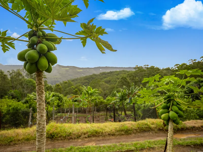 Citrus and Small Crop Farm